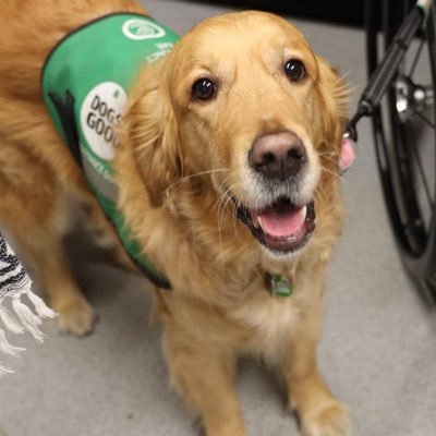 Professional Good Girl™️, cheese chomper and upside-down snoozer ◦ dogtor @WarwickUni ◦ Chief Motivational Officer @DogsForGood_UK