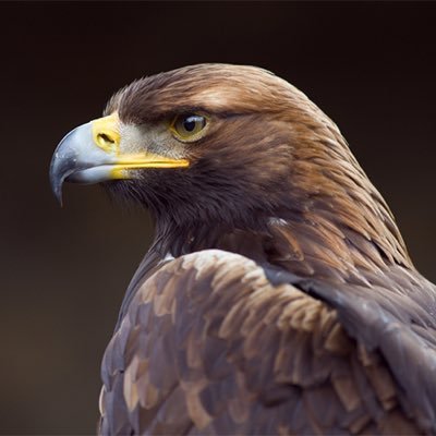 taka_23_hawk's profile picture. fas(FA)→microPE 質問箱: https://t.co/9bVF9pNCXd