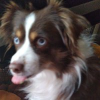 Cheryl Frye (@lazyeye1958) 's Twitter Profile