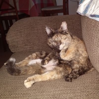 kewlkitty1963's profile picture. Pureblood Patriot. Veteran.