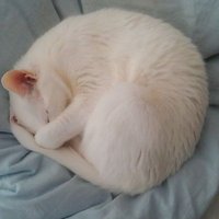 白猫のあくび(@khTcNmZDw6qnRo3) 's Twitter Profile Photo