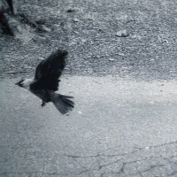 π ππ ππ πππ π (@oddcommon) 's Twitter Profile