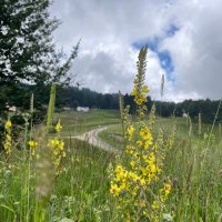 فاطِمة 🕊 (@faxaz_66) Twitter profile photo