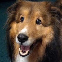 The Daily Dash(@HasShelties) 's Twitter Profile Photo