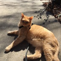 Bambitheorangecat🌈and Skippy with furriends.(@bambiorangecat) 's Twitter Profile Photo