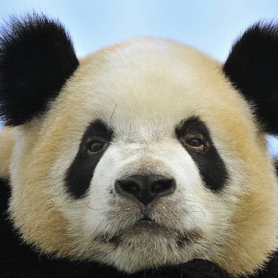 lMasterPandaWu's profile picture. Panda-BEAR: 20+ yrs active trading experiences; use a TEACT formula (Trend, EWT, Astro, Cycle & Technical). NTA. MPW's zone: https://t.co/ifd9i6Q7WW panda