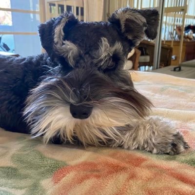 Miniature schnauzer-obsessed (with my beautiful boy), elephant enthusiast, animal lover, humanitarian, multicultural, laughter lover, a marshmallow!