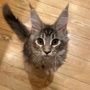 Just a happy Maine Coon cat in NC!#VoteBlue No MAGA need respond!  #cats #CatonTwitter #Cat #CatofsTwitter #Caturday