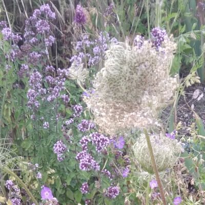 Ecologist and Researcher. Gardening for bees, butterflies and other beneficial insects 🐝 🦋 🐞   Freelance Trust Fundraiser