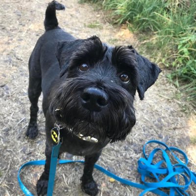 Slinky miniture schnauzer . Loves woooofing , playing chase me chase me barking at foxes and loooving my mummy xx