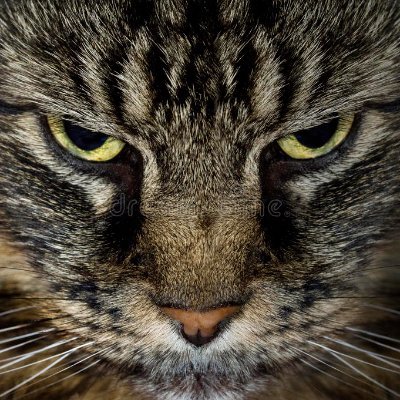 Swingtraderguru's profile picture. Stockpicker som främst Investerar i mindre bolag och aktier. Gärna långsiktig. Ger inte investeringsråd.  Ja det är jag på bilden.