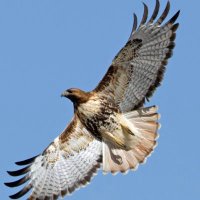 Hawkeye - شاهين چشم (@hawk_eye111) 's Twitter Profile