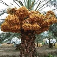 اجنبي الوادي (@ahmed17053782) 's Twitter Profile