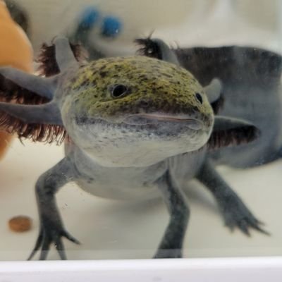 マーブル「うぱ」
リューシスティック「あ~ちゃん」
「うぱ」2022.7.26 10センチ
「あ~ちゃん」2022.11.2 5センチ
宜しくお願いします。
#ウーパールーパー
#ペット
#癒しの時間