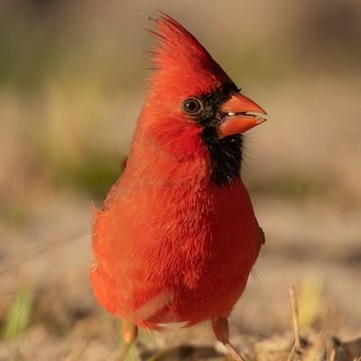 canadiantbird Profile Picture