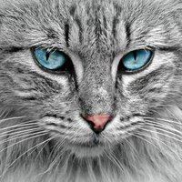 Shibayu (@ericatysonj) 's Twitter Profile