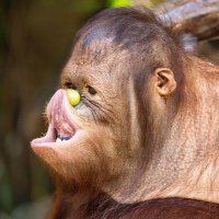 dumbass (@drajendragon) 's Twitter Profile Photo