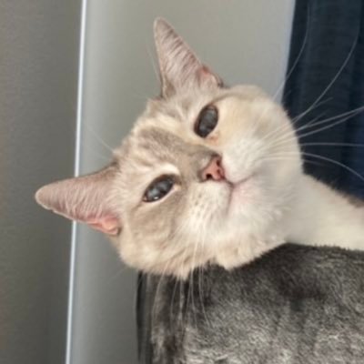 Alleycatmeows Profile Picture