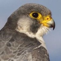@HalconesDel42 (@halconesdel421) 's Twitter Profile Photo @HalconesDel42 (@halconesdel421) 's Twitter Profile Photo