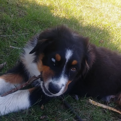 Bigblockchevy40's profile picture. 