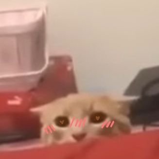 boi_of_blobs's profile picture. 19 | They/Them