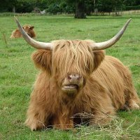 Angus (@_angus__) 's Twitter Profile