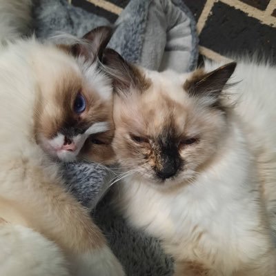 Ragdoll Kitties-mischief makers full of cuddles and nuzzles 🇦🇺