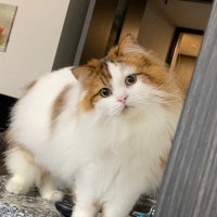 HAL_MYUUKA (@myuukakumaguma) 's Twitter Profile