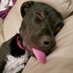 ProudPitDaddy (@pitproud) Twitter profile photo ProudPitDaddy (@pitproud) Twitter profile photo