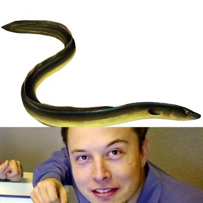 I am the literal eel on musk. This is NOT a parody account. I am the guy who just bought a social media platform. Accept no substitutes.

RT = HUGE endorsement.