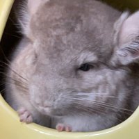 konao (@konaooo) Twitter profile photo