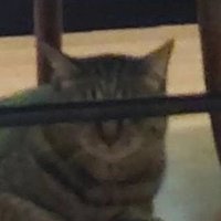 ぼぼる。 (@bob0ru) 's Twitter Profile