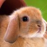 SarahAurlapinou's profile picture. 80% Mauritian 20% Bunny. will attack you for 🥕 🥕 🥕 

#mauritius #Agalega  #rodrigues