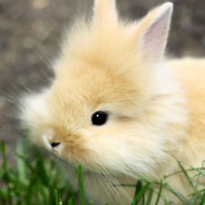 (동결) 얌さんのプロフィール画像