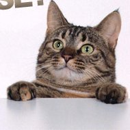 WanRezila's profile picture. Who am I to be brilliant, gorgeous, talented & fabulous? Actually, who are you not to be?