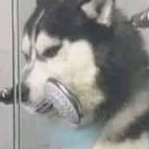 F1aff2's profile picture. 그 강아지가 연하공이 된 사연...