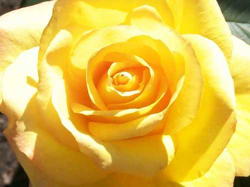 sunnyandsmart's profile picture. Sunny Side Up