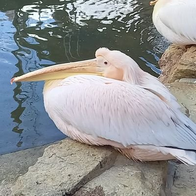 ぷてさんのプロフィール画像