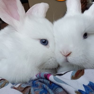 beehst's profile picture. web3.
Islam above all.