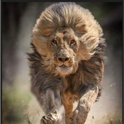 Lion not sheep
NO DM's if I don't know you personally.