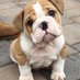 Camila (@bulldog_zone24) Twitter profile photo Camila (@bulldog_zone24) Twitter profile photo