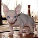 laura lessa - @estudiolaura - Twitter