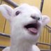 tgiad (@tgiad2) Twitter profile photo tgiad (@tgiad2) Twitter profile photo