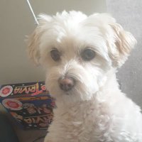 EVIE(@eviedogpuppy) 's Twitter Profile Photo