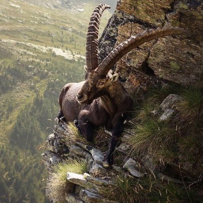 windhorse840's profile picture. Anti-experimental gene therapy