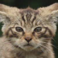 山猫🐾 (@keystoneforest) 's Twitter Profile