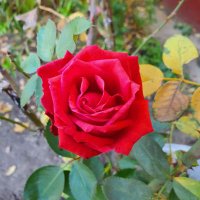 amalye_jasmine (@valrntina172) 's Twitter Profile