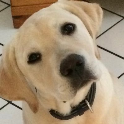 Patiot_Barry's profile picture. Christian, Husband, Father, Grandfather, Veteran and Constitutional Conservative     No DM’s please.
