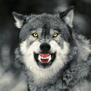 nairiew's profile picture. Soon to be out of warranty with no option of renewing warranty. I have no friends only acquaintances, since this allows me not to go to their funerals.