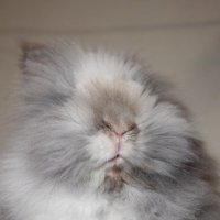 Kale the rabbit ๐ณ๏ธโ๐๐ณ๏ธโโง๏ธ (@kaletherabbit) 's Twitter Profile